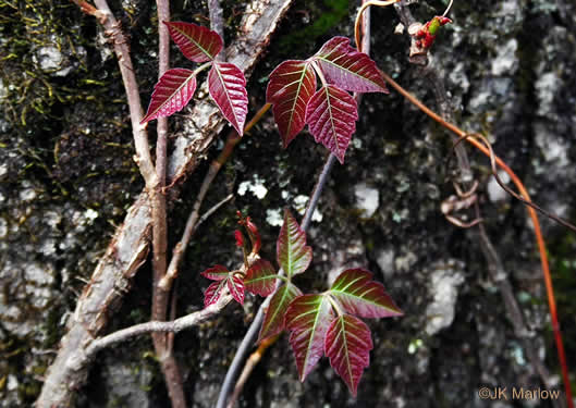 image of Toxicodendron radicans var. radicans, Eastern Poison Ivy