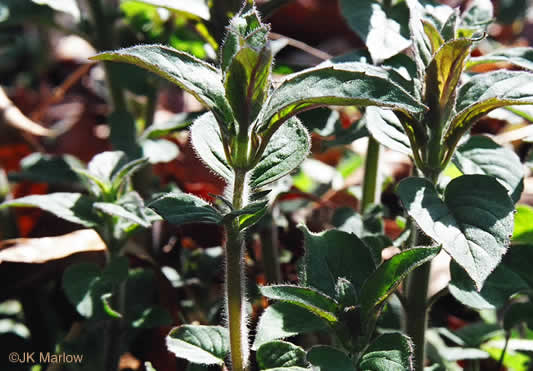 image of Pycnanthemum incanum +, Hoary Mountain-mint, White Mountain-mint