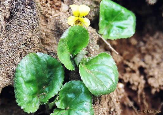 image of Viola rotundifolia, Roundleaf Yellow Violet, Early Yellow Violet