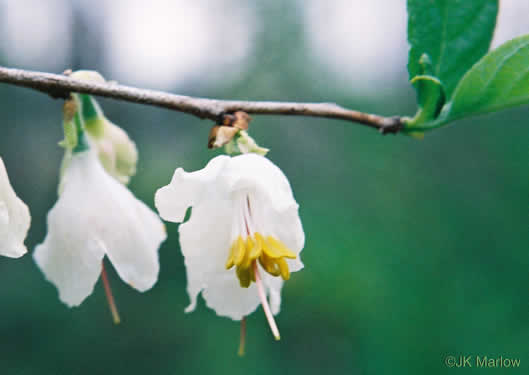 image of Halesia carolina, Little Silverbell