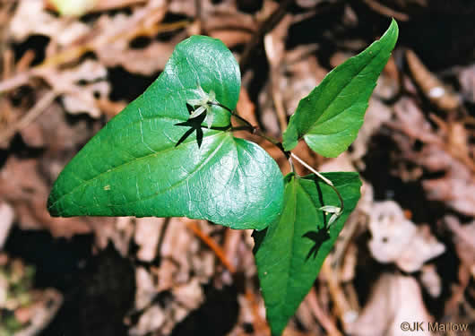 image of Viola hastata, Halberdleaf Violet, Halberdleaf Yellow Violet, Spearleaf Violet, Silverleaf Violet