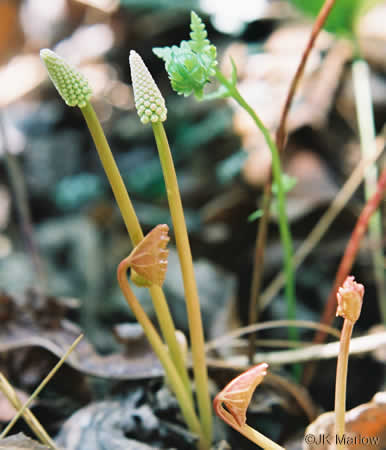 image of Tiarella austrina, Escarpment Foamflower, Southern Foamflower