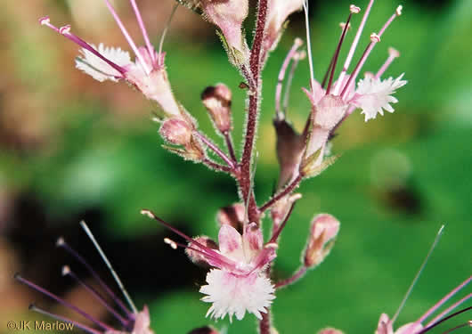 image of Collinsonia verticillata, Whorled Horsebalm