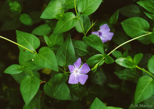 image of Vinca major, Bigleaf Periwinkle, Greater Periwinkle