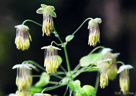 image of Thalictrum dioicum, Early Meadowrue