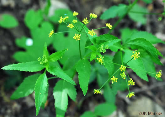 image of Thaspium trifoliatum var. aureum, Yellow Meadow-parsnip, Woodland Parsnip