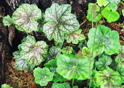 image of Heuchera americana, American Alumroot