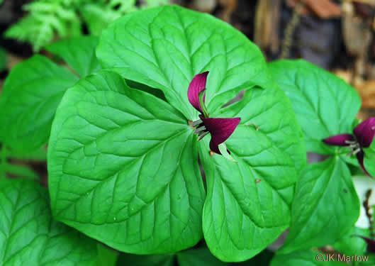 image of Trillium erectum, Red Trillium, Purple Trillium, Stinking Willie, Stinking Benjamin