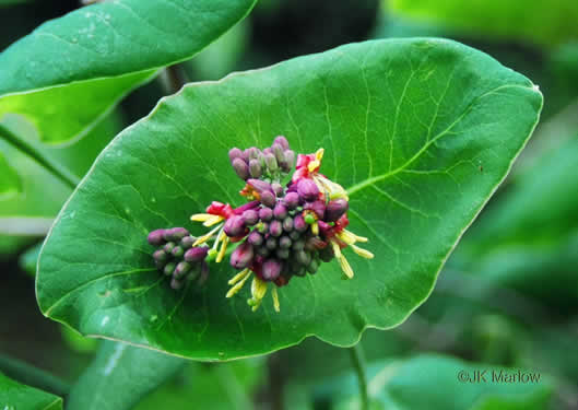 image of Lonicera dioica, Smooth Honeysuckle, Mountain Coral Honeysuckle, Limber Honeysuckle