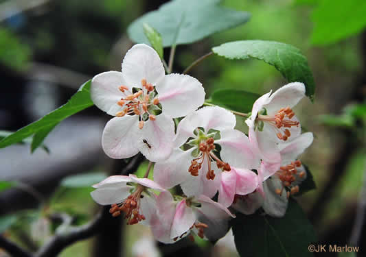 image of Malus coronaria, Sweet Crabapple, Wild Crabapple