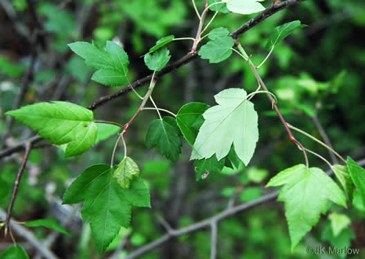 image of Malus coronaria, Sweet Crabapple, Wild Crabapple