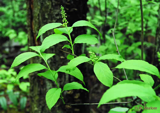 image of Pyrularia pubera, Buffalo-nut, Oil-nut