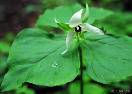 image of Trillium erectum, Red Trillium, Purple Trillium, Stinking Willie, Stinking Benjamin