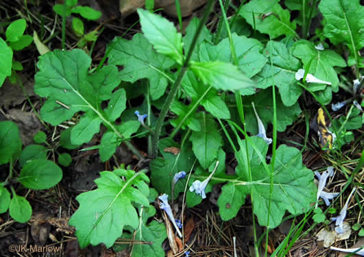 image of Salvia lyrata, Lyreleaf Sage, Cancer-weed