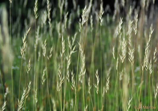 image of Danthonia sericea, Silky Oatgrass, Downy Oatgrass, Downy Danthonia