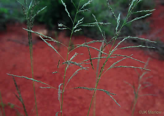 image of Eragrostis curvula, Weeping Lovegrass