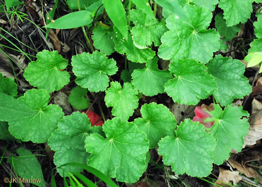 image of Heuchera americana, American Alumroot