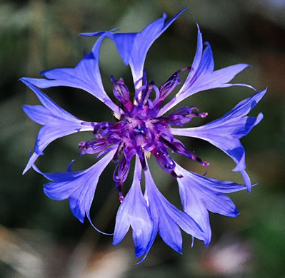 image of Cyanus segetum, Bachelor's Buttons, Cornflower