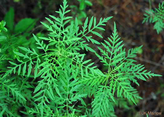 image of Ambrosia artemisiifolia, Annual Ragweed, Common Ragweed, Hogweed