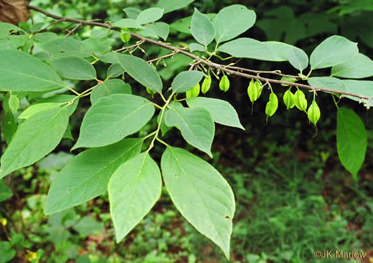 image of Halesia carolina, Little Silverbell