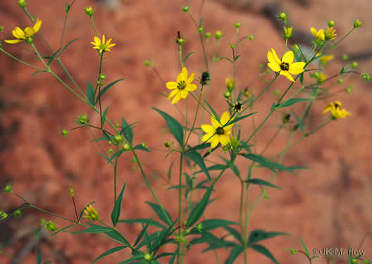 image of Coreopsis major var. rigida, Whorled Coreopsis, Stiffleaf Coreopsis, Greater Tickseed, Whorled Tickseed