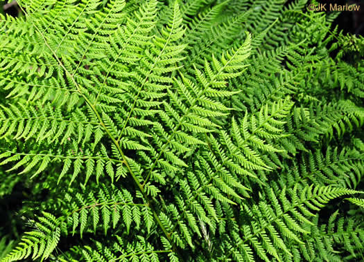 image of Sitobolium punctilobulum, Hay-scented Fern, Pasture Fern, Boulder Fern