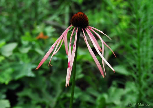 image of Echinacea laevigata, Smooth Coneflower, Smooth Purple Coneflower