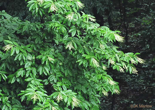 image of Oxydendrum arboreum, Sourwood, Sorrel-tree