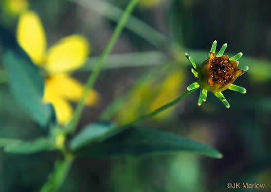 image of Coreopsis major var. rigida, Whorled Coreopsis, Stiffleaf Coreopsis, Greater Tickseed, Whorled Tickseed