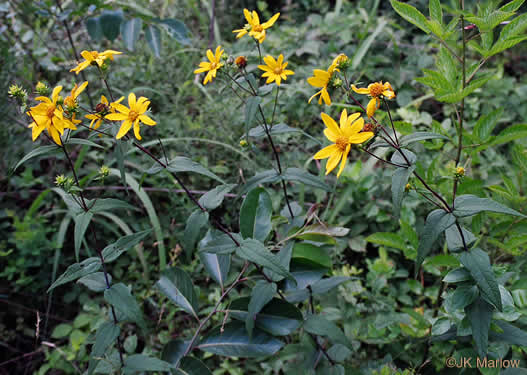 image of Helianthus divaricatus, Woodland Sunflower, Spreading Sunflower