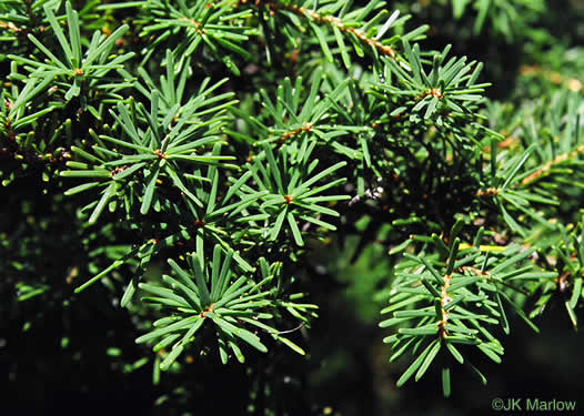 image of Tsuga caroliniana, Carolina Hemlock, Crag Hemlock