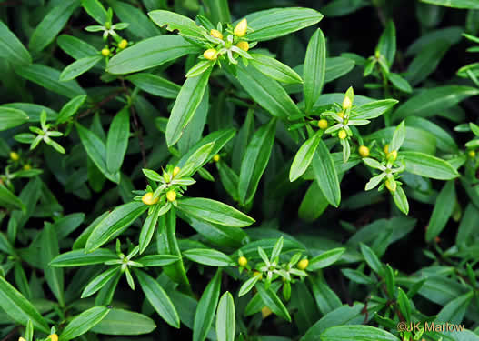 image of Hypericum prolificum, Shrubby St. Johnswort