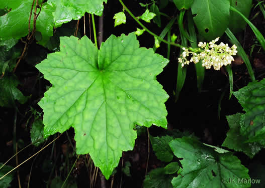 image of Heuchera villosa, Mapleleaf Alumroot, Hairy Alumroot, Rock Alumroot, Crag-jangle