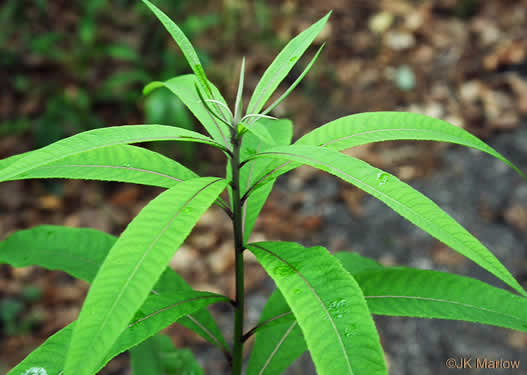 image of Vernonia noveboracensis, New York Ironweed