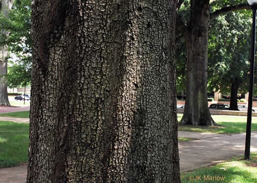 image of Quercus phellos, Willow Oak, "Pin Oak"