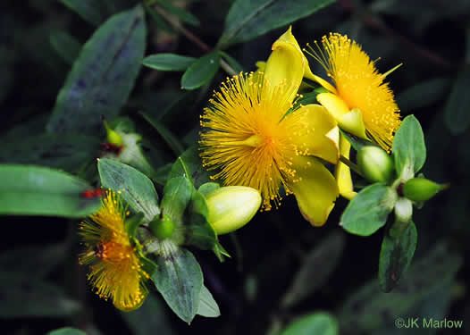 image of Hypericum frondosum, Golden St. Johnswort, Cedar Glade St. Johnswort