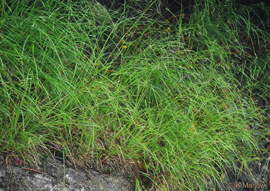 image of Danthonia compressa, Mountain Oatgrass, Flattened Oatgrass, Allegheny Flyback