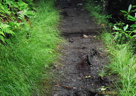 image of Danthonia compressa, Mountain Oatgrass, Flattened Oatgrass, Allegheny Flyback