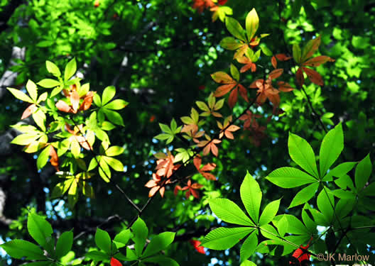 image of Aesculus flava, Yellow Buckeye