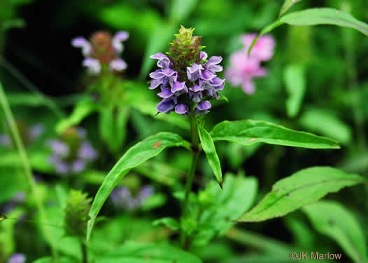 image of Prunella vulgaris var. lanceolata, American Heal-all, American Self-heal, Lance Selfheal