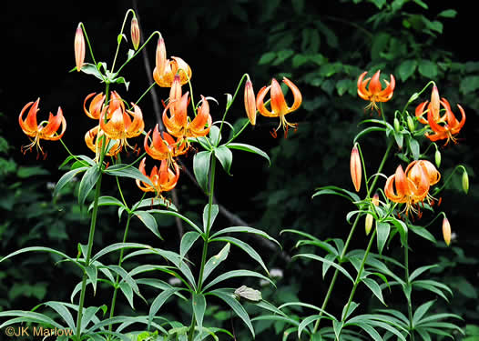 image of Lilium superbum, Turk's-cap Lily, Lily-royal, Superb Lily