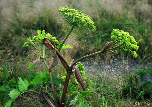 image of Angelica triquinata, Mountain Angelica, Appalachian Angelica, Filmy Angelica