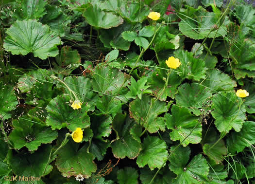 image of Geum radiatum, Mountain Avens, Appalachian Avens, Spreading Avens, Cliff Avens