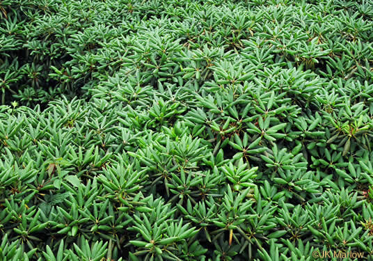 image of Rhododendron catawbiense, Catawba Rhododendron, Mountain Rosebay, Purple Laurel, Pink Laurel