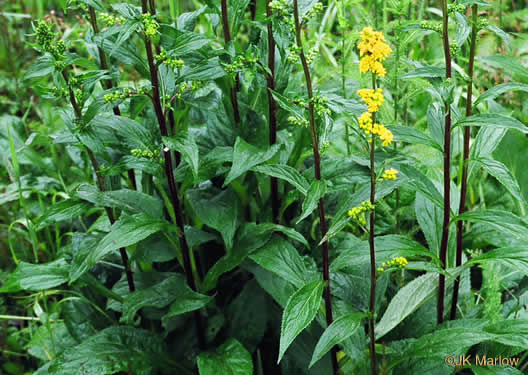 image of Solidago glomerata, Skunk Goldenrod, Clustered Goldenrod