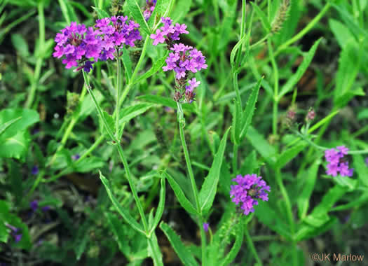 image of Verbena rigida, Stiff Verbena, Tuberous Vervain, Veiny Vervain