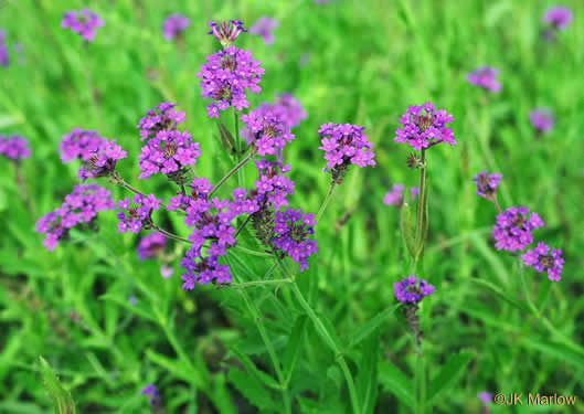 image of Verbena rigida, Stiff Verbena, Tuberous Vervain, Veiny Vervain