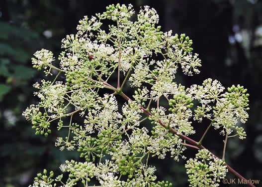 image of Aralia spinosa, Devil's Walkingstick, Hercules-club, Prickly Aralia, Prickly-ash