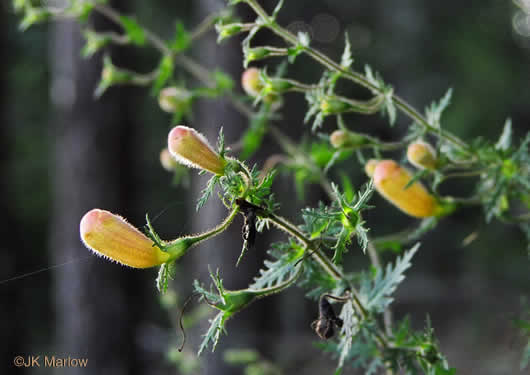 image of Aureolaria pectinata, Southern Oak-leach, Sticky False Foxglove, Combleaf Yellow False Foxglove