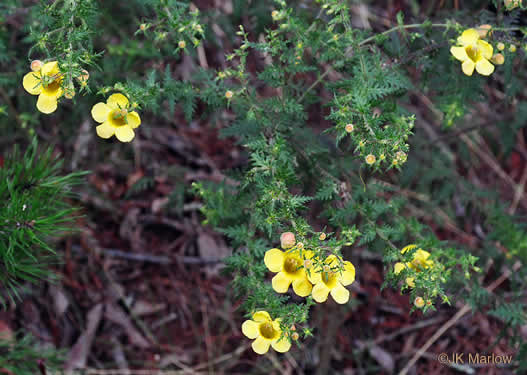 image of Aureolaria pectinata, Southern Oak-leach, Sticky False Foxglove, Combleaf Yellow False Foxglove